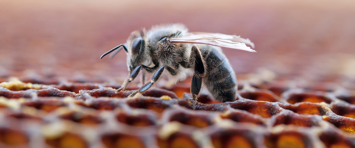 Abeille dans une ruche en train d'oeuvrer